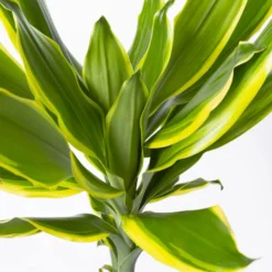 Duftender Drachenbaum 'Gold Dream', Topf-Ø 24 Cm, Höhe Ca. 140 Cm -Zimmer & Garten Verkäufe 0221400012 Dracaena frag Gold Dream 24cm 4