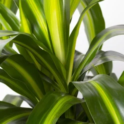 Duftender Drachenbaum 'Hawaiian Sunshine', Topf-Ø 24 Cm, H: Ca. 90 Cm -Zimmer & Garten Verkäufe 0221400032 Dracaena fragr Hawaiian Sunshine 24cm 4