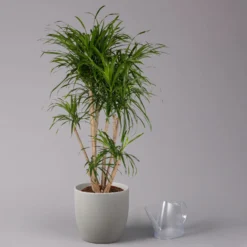 Drachenbaum 'Anita', Verzweigt, Topf-Ø 27 Cm, Höhe Ca. 120 Cm -Zimmer & Garten Verkäufe 0221500079 Dracaena reflexa Anita verzweigt 27cm 3