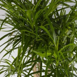 Drachenbaum 'Anita', Verzweigt, Topf-Ø 27 Cm, Höhe Ca. 120 Cm -Zimmer & Garten Verkäufe 0221500079 Dracaena reflexa Anita verzweigt 27cm 4