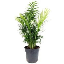 Bergpalme, Topf-Ø 17 Cm, Höhe Ca. 60 Cm