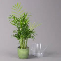 Bergpalme Mit Keramiktopf Bergamo Grün, Topf-Ø 12 Cm, Höhe Ca. 40 Cm -Zimmer & Garten Verkäufe 0222100038 Chamaedorea eleg in Uebertopf Bergamo gruen 3