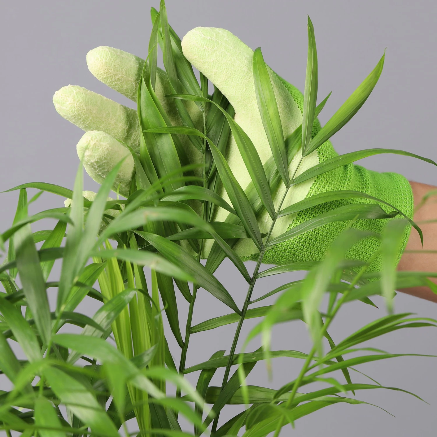 Bergpalme Mit Übertopf Vibes Blau, Topf-Ø 12 Cm, Höhe Ca. 30 Cm, 2er-Set 2 Bergpalme Mit Übertopf Vibes Blau, Topf-Ø 12 Cm, Höhe Ca. 30 Cm, 2er-Set - Image 2