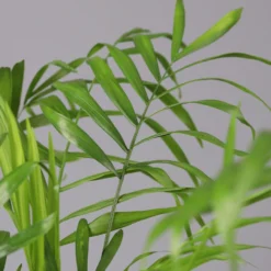 Bergpalme Mit Übertopf Vibes Blau, Topf-Ø 12 Cm, Höhe Ca. 30 Cm, 2er-Set 9 Bergpalme Mit Übertopf Vibes Blau, Topf-Ø 12 Cm, Höhe Ca. 30 Cm, 2er-Set -Zimmer & Garten Verkäufe 0222100053 0222100054 0222100055 Chamaedorea elegans 124824