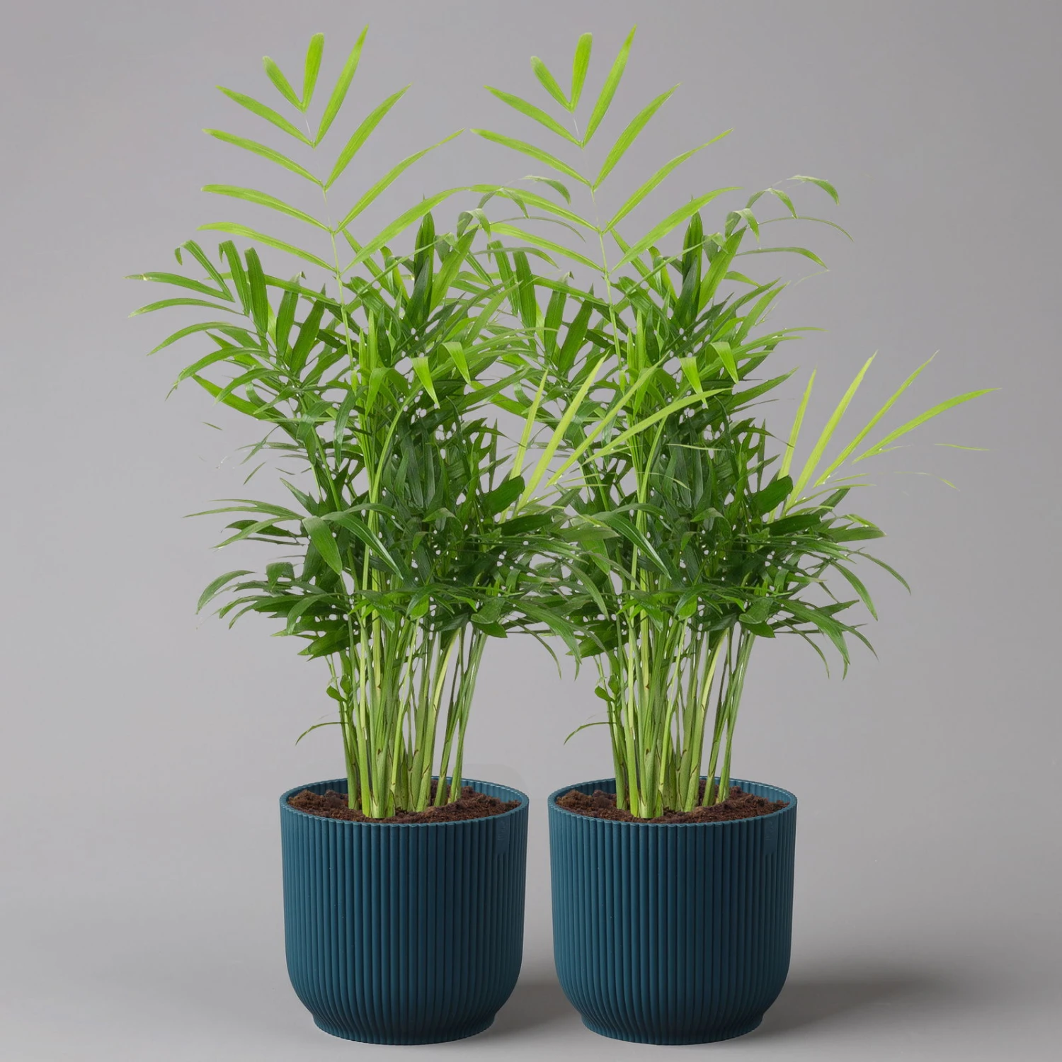 Bergpalme Mit Übertopf Vibes Blau, Topf-Ø 12 Cm, Höhe Ca. 30 Cm, 2er-Set 1 Bergpalme Mit Übertopf Vibes Blau, Topf-Ø 12 Cm, Höhe Ca. 30 Cm, 2er-Set