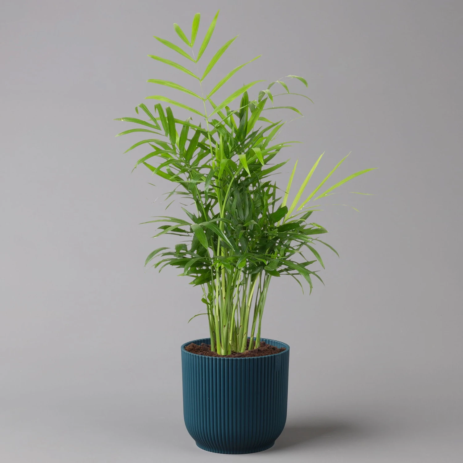 Bergpalme Mit Übertopf Vibes Blau, Topf-Ø 12 Cm, Höhe Ca. 30 Cm, 2er-Set 3 Bergpalme Mit Übertopf Vibes Blau, Topf-Ø 12 Cm, Höhe Ca. 30 Cm, 2er-Set - Image 3