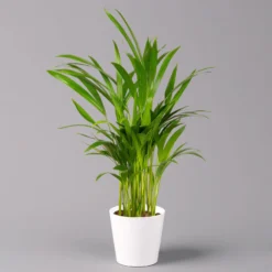 Goldfruchtpalme In Keramiktopf Weiß, Topf-Ø 13 Cm, Höhe Ca. 20-30 Cm, 3er-Set -Zimmer & Garten Verkäufe 0222200028 Dypsis lutescens Dalls weiss 3er Set 12