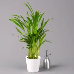 Goldfruchtpalme In Keramiktopf Weiß, Topf-Ø 13 Cm, Höhe Ca. 20-30 Cm, 3er-Set -Zimmer & Garten Verkäufe 0222200028 Dypsis lutescens Dalls weiss 3er Set 32