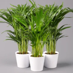 Goldfruchtpalme In Keramiktopf Weiß, Topf-Ø 13 Cm, Höhe Ca. 20-30 Cm, 3er-Set -Zimmer & Garten Verkäufe 0222200028 Dypsis lutescens Dalls weiss 3er Set2