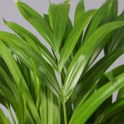 Goldfruchtpalme In Übertopf Vibes Weiß, Topf-Ø 13 Cm, Höhe Ca. 20-30 Cm, 2er-Set -Zimmer & Garten Verkäufe 0222200032 Dypsis lutescens in Topf Tusca 42 1