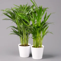 Goldfruchtpalme In Keramiktopf Weiß, Topf-Ø 13 Cm, Höhe Ca. 20-30 Cm, 2er-Set