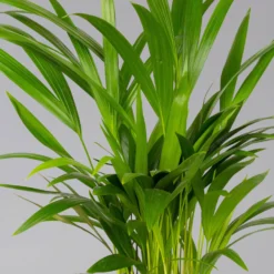 Goldfruchtpalme In Übertopf Vibes Gelb, Topf-Ø 13 Cm, Höhe Ca. 20-30 Cm, 2er-Set -Zimmer & Garten Verkäufe 0222200053 0222200054 0222200055 0222200056 Dypsis lutescens 124873