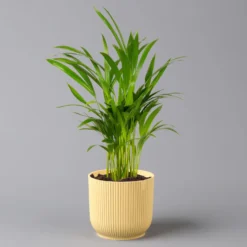 Goldfruchtpalme In Übertopf Vibes Gelb, Topf-Ø 13 Cm, Höhe Ca. 20-30 Cm, 2er-Set -Zimmer & Garten Verkäufe 0222200056 Dypsis lutescens in uebertopf gelb 2er Set Elho Vibes 1 124879