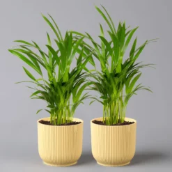 Goldfruchtpalme In Übertopf Vibes Gelb, Topf-Ø 13 Cm, Höhe Ca. 20-30 Cm, 2er-Set