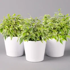 Birkenfeige 'Kinky' In Keramiktopf Weiß, Topf-Ø 12 Cm, Höhe Ca. 25 Cm, 3er-Set 11 Birkenfeige 'Kinky' In Keramiktopf Weiß, Topf-Ø 12 Cm, Höhe Ca. 25 Cm, 3er-Set -Zimmer & Garten Verkäufe 0223100065 Ficus benj Kinky Dallas weiss 3er Set2 108731