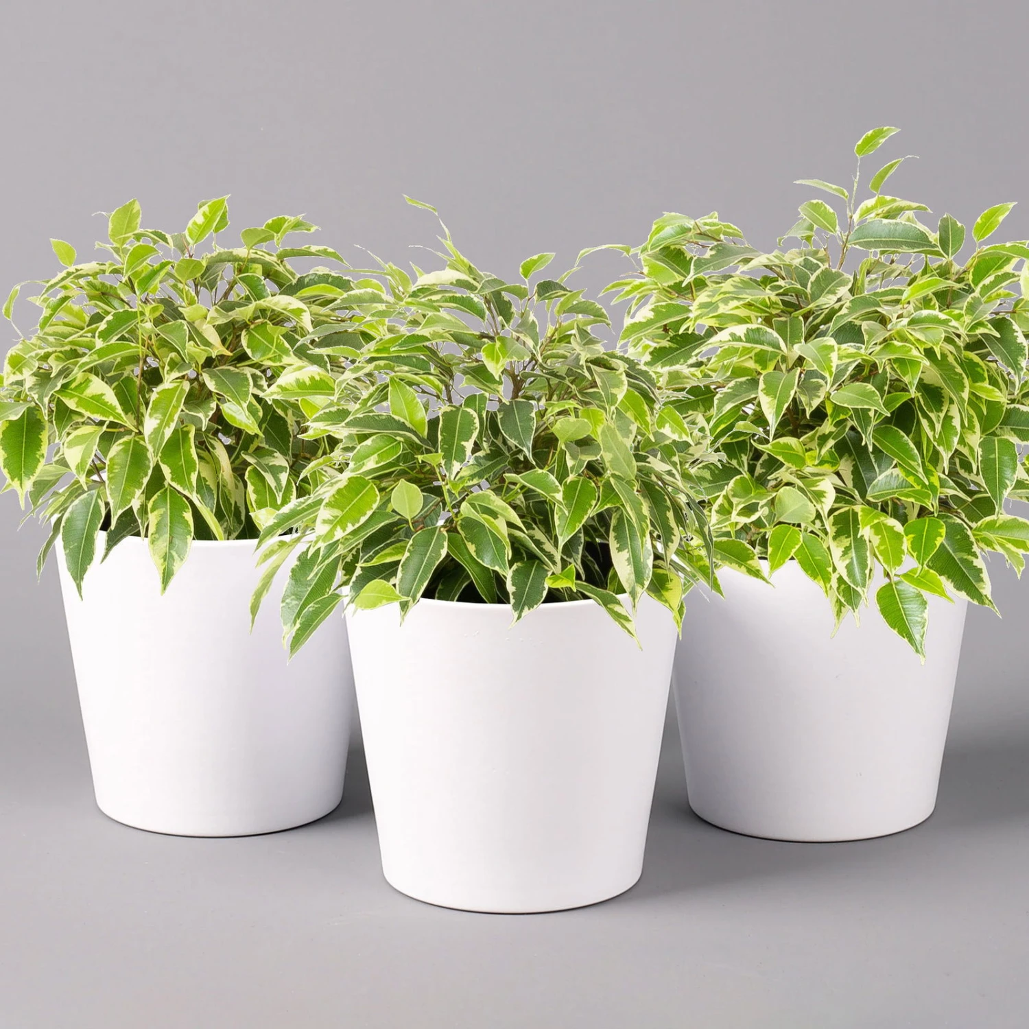 Birkenfeige 'Kinky' In Keramiktopf Weiß, Topf-Ø 12 Cm, Höhe Ca. 25 Cm, 3er-Set 3 Birkenfeige 'Kinky' In Keramiktopf Weiß, Topf-Ø 12 Cm, Höhe Ca. 25 Cm, 3er-Set – Bild 3