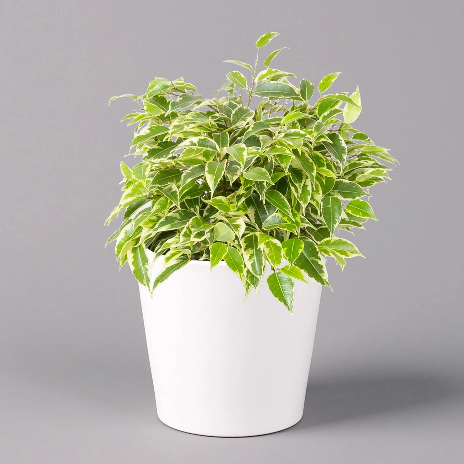 Birkenfeige 'Kinky' In Keramiktopf Weiß, Topf-Ø 12 Cm, Höhe Ca. 25 Cm, 3er-Set 4 Birkenfeige 'Kinky' In Keramiktopf Weiß, Topf-Ø 12 Cm, Höhe Ca. 25 Cm, 3er-Set – Bild 4