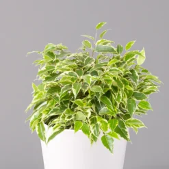 Birkenfeige 'Kinky' In Keramiktopf Weiß, Topf-Ø 12 Cm, Höhe Ca. 25 Cm, 3er-Set 13 Birkenfeige 'Kinky' In Keramiktopf Weiß, Topf-Ø 12 Cm, Höhe Ca. 25 Cm, 3er-Set -Zimmer & Garten Verkäufe 0223100065 Ficus benj Kinky Dallas weiss 2 108733