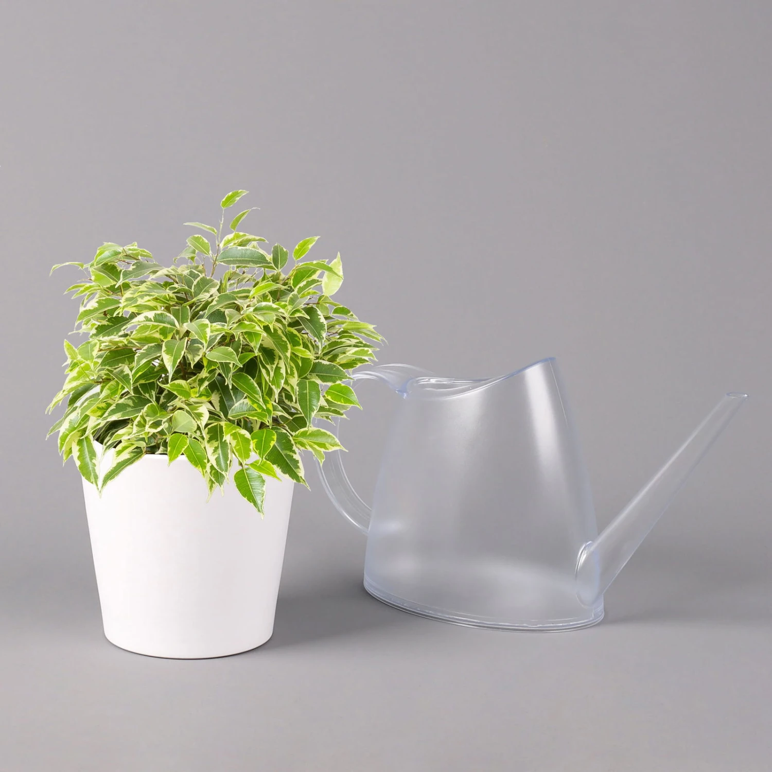 Birkenfeige 'Kinky' In Keramiktopf Weiß, Topf-Ø 12 Cm, Höhe Ca. 25 Cm, 3er-Set 6 Birkenfeige 'Kinky' In Keramiktopf Weiß, Topf-Ø 12 Cm, Höhe Ca. 25 Cm, 3er-Set – Bild 6