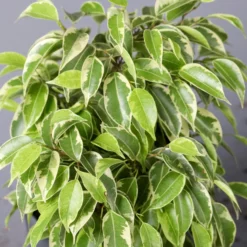 Birkenfeige 'Kinky' In Keramiktopf Dallas Weiß, Topf-Ø 12 Cm, Höhe Ca. 25 Cm -Zimmer & Garten Verkäufe 0223100070 Ficus benj Kinky Dallas weiss 4 2 108745