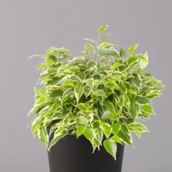 Birkenfeige 'Kinky' In Keramiktopf Anthrazit, Topf-Ø 12cm, H: Ca. 25 Cm, 3er-Set -Zimmer & Garten Verkäufe 0223100071 Ficus benj Kinky Dallas anthrazit 2