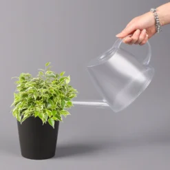 Birkenfeige 'Kinky' In Keramiktopf Anthrazit, Topf-Ø 12cm, H: Ca. 25 Cm, 3er-Set -Zimmer & Garten Verkäufe 0223100071 Ficus benj Kinky Dallas anthrazit 3