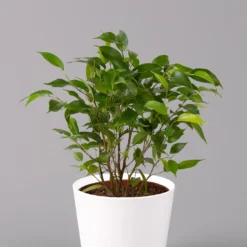 Birkenfeige 'Natasja' Inkl. Übertopf Weiß, Topf-Ø 12 Cm, Höhe Ca. 25 Cm, 2er-Set -Zimmer & Garten Verkäufe 0223100079 Ficus benj Natasja im Topf Dallas weiss 2