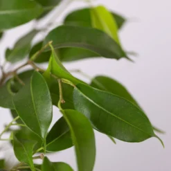 Birkenfeige 'Natasja' Inkl. Übertopf Weiß, Topf-Ø 12 Cm, Höhe Ca. 25 Cm, 2er-Set -Zimmer & Garten Verkäufe 0223100079 Ficus benj Natasja im Topf Dallas weiss 4