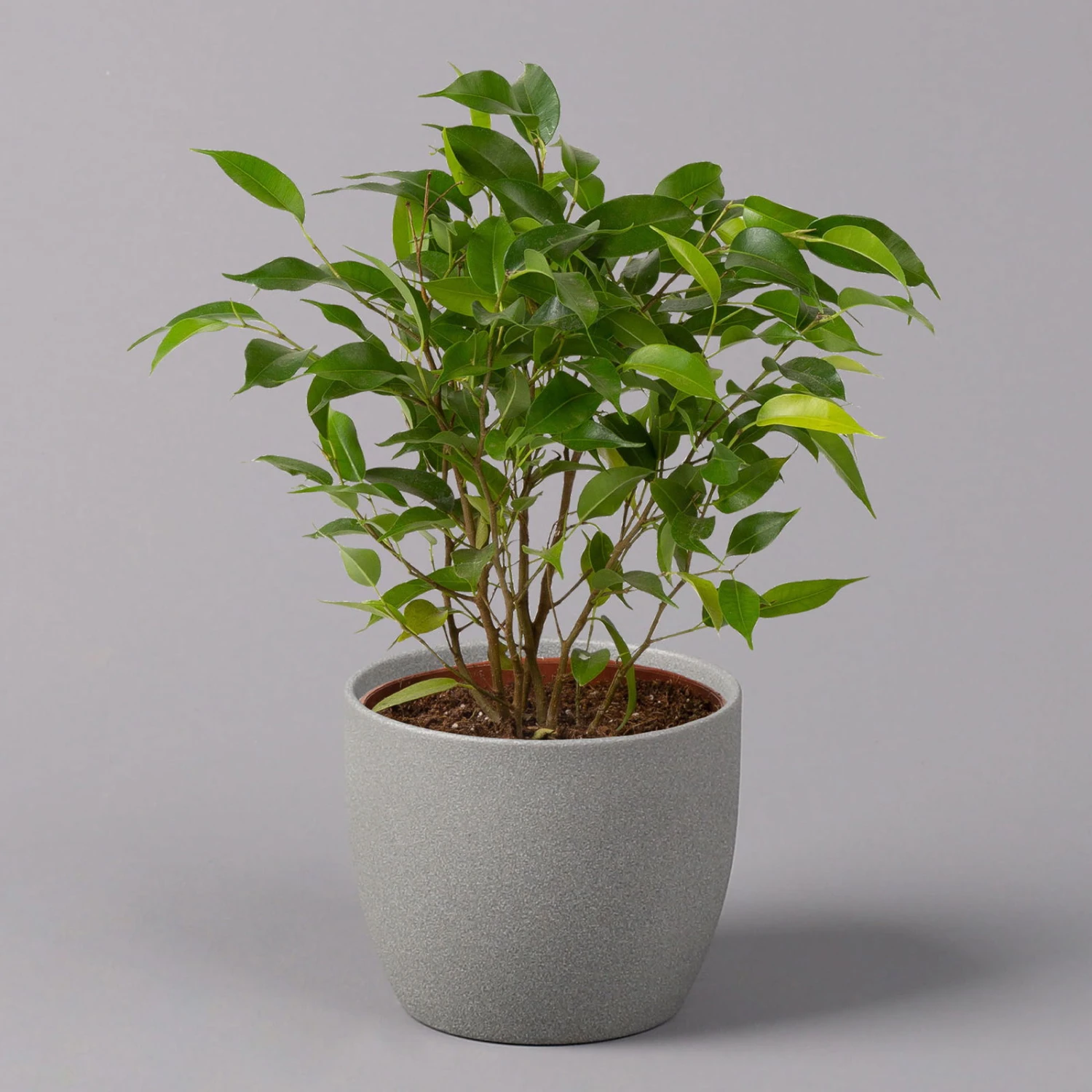 Birkenfeige 'Natasja', Topf 12 Cm Ø, Höhe Ca. 25cm, 3er-Set 2 Birkenfeige 'Natasja', Topf 12 Cm Ø, Höhe Ca. 25cm, 3er-Set – Bild 2