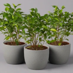 Birkenfeige 'Natasja', Topf 12 Cm Ø, Höhe Ca. 25cm, 3er-Set