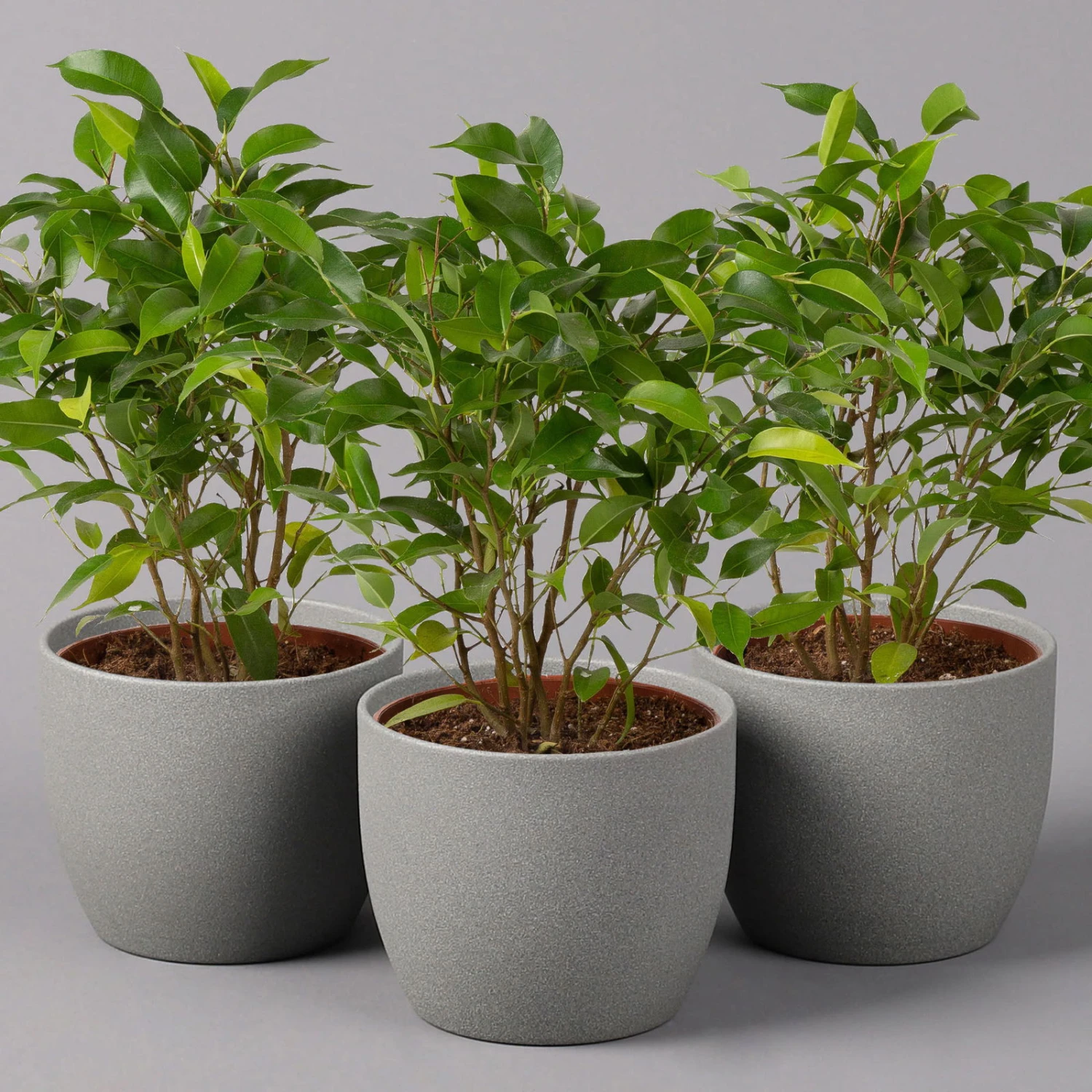 Birkenfeige 'Natasja', Topf 12 Cm Ø, Höhe Ca. 25cm, 3er-Set 1 Birkenfeige 'Natasja', Topf 12 Cm Ø, Höhe Ca. 25cm, 3er-Set