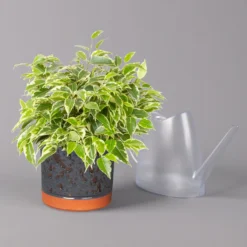 Birkenfeige 'Kinky' In Keramiktopf Lauren Blau, Topf-Ø 12 Cm, Höhe Ca. 26 Cm -Zimmer & Garten Verkäufe 0223100090 Ficus benj Kinky in Uebertopf Lauren blau 3