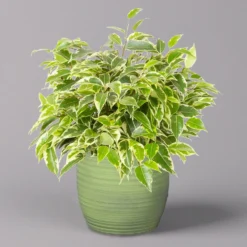 Birkenfeige 'Kinky' In Keramiktopf Bergamo Grün, Topf-Ø 12 Cm, Höhe Ca. 26 Cm