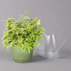 Birkenfeige 'Kinky' In Keramiktopf Bergamo Grün, Topf-Ø 12 Cm, Höhe Ca. 26 Cm -Zimmer & Garten Verkäufe 0223100091 Ficus benj Kinky in Uebertopf Bergamo gruen 3