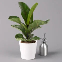 Geigenfeige 'Bambino', Topf-Ø 12 Cm, Mit Übertopf Dallas Weiß, Höhe Ca.30 Cm -Zimmer & Garten Verkäufe 0223300043 Ficus lyr Bambino im Topf Dallas weiss 3