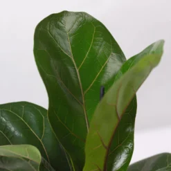 Geigenfeige 'Bambino', Topf-Ø 12 Cm, Mit Übertopf Dallas Weiß, Höhe Ca.30 Cm -Zimmer & Garten Verkäufe 0223300043 Ficus lyr Bambino im Topf Dallas weiss 4