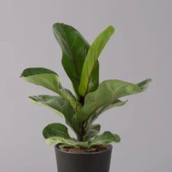 Geigenfeige 'Bambino'', Topf-Ø 12cm, Mit Übertopf Dallas Anthrazit, 2er-Set -Zimmer & Garten Verkäufe 0223300044 Ficus lyr Bambino im Topf Dallas anthr 2