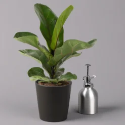 Geigenfeige 'Bambino'', Topf-Ø 12cm, Mit Übertopf Dallas Anthrazit, 2er-Set -Zimmer & Garten Verkäufe 0223300044 Ficus lyr Bambino im Topf Dallas anthr 3