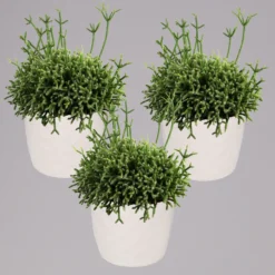 Rhipsalis In Dekotopf 'Honey', Topf-Ø 6 Cm, 3er-Set