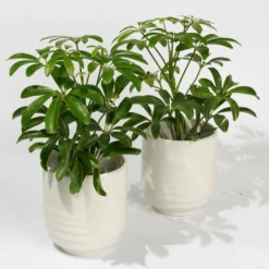 Schefflera In Übertopf 'Wavy', Topf-Ø 9 Cm, 2er-Set