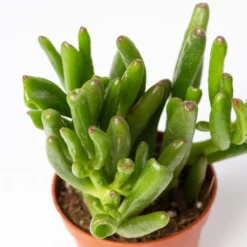 Mini-Sukkulenten Im Dekotopf 'Scandic Terracotta', Topf-Ø 6 Cm, 3er-Set -Zimmer & Garten Verkäufe 0225200733 Sukkulenten Set in Topf Scandic terrac 3er Set 10