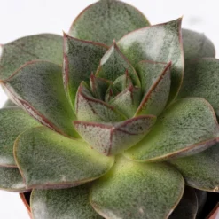 Mini-Sukkulenten Im Dekotopf 'Scandic Terracotta', Topf-Ø 6 Cm, 3er-Set -Zimmer & Garten Verkäufe 0225200733 Sukkulenten Set in Topf Scandic terrac 3er Set 11