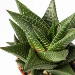 Mini-Sukkulenten Im Dekotopf 'Scandic Terracotta', Topf-Ø 6 Cm, 3er-Set -Zimmer & Garten Verkäufe 0225200733 Sukkulenten Set in Topf Scandic terrac 3er Set 12