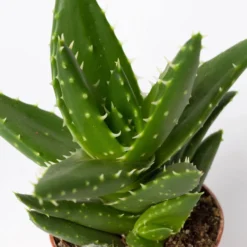 Mini-Sukkulenten Im Dekotopf 'Scandic Terracotta', Topf-Ø 6 Cm, 3er-Set -Zimmer & Garten Verkäufe 0225200733 Sukkulenten Set in Topf Scandic terrac 3er Set 13