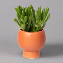 Mini-Sukkulenten Im Dekotopf 'Scandic Terracotta', Topf-Ø 6 Cm, 3er-Set -Zimmer & Garten Verkäufe 0225200733 Sukkulenten Set in Topf Scandic terrac 3er Set 2