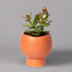 Mini-Sukkulenten Im Dekotopf 'Scandic Terracotta', Topf-Ø 6 Cm, 3er-Set -Zimmer & Garten Verkäufe 0225200733 Sukkulenten Set in Topf Scandic terrac 3er Set 3