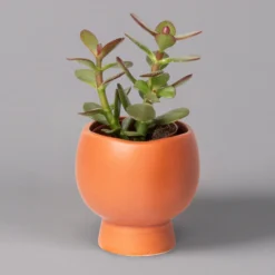 Mini-Sukkulenten Im Dekotopf 'Scandic Terracotta', Topf-Ø 6 Cm, 3er-Set -Zimmer & Garten Verkäufe 0225200733 Sukkulenten Set in Topf Scandic terrac 3er Set 4