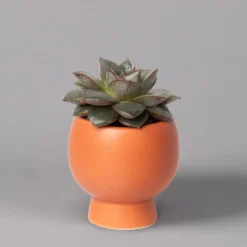 Mini-Sukkulenten Im Dekotopf 'Scandic Terracotta', Topf-Ø 6 Cm, 3er-Set -Zimmer & Garten Verkäufe 0225200733 Sukkulenten Set in Topf Scandic terrac 3er Set 6