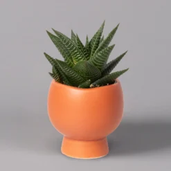 Mini-Sukkulenten Im Dekotopf 'Scandic Terracotta', Topf-Ø 6 Cm, 3er-Set -Zimmer & Garten Verkäufe 0225200733 Sukkulenten Set in Topf Scandic terrac 3er Set 7