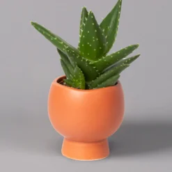 Mini-Sukkulenten Im Dekotopf 'Scandic Terracotta', Topf-Ø 6 Cm, 3er-Set -Zimmer & Garten Verkäufe 0225200733 Sukkulenten Set in Topf Scandic terrac 3er Set 8